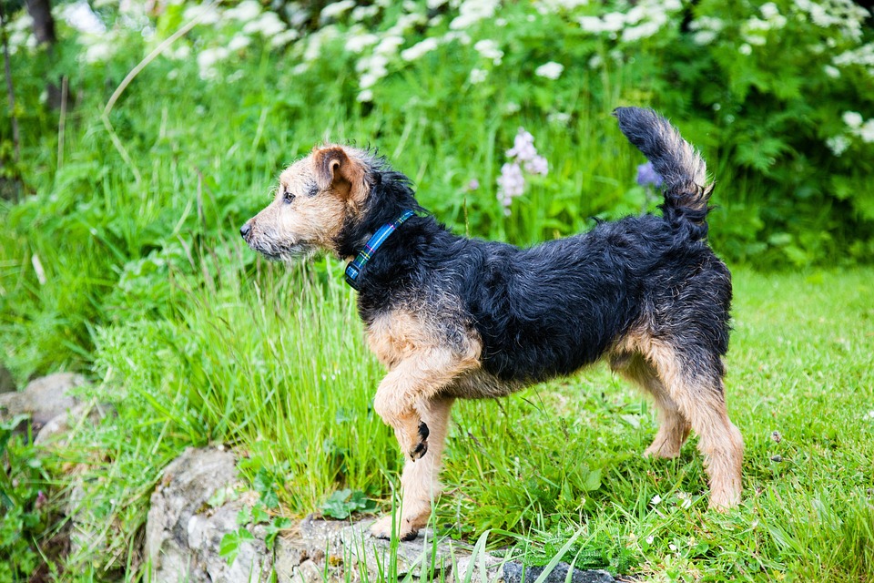 Top 5 Care Tips for a Happy, Healthy Lakeland Terrier at Home