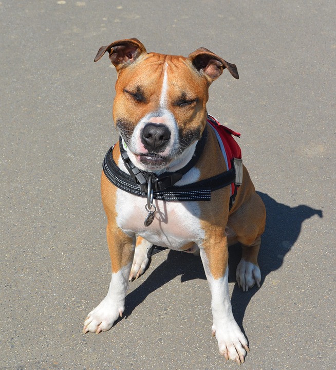 Uncovering the American Hairless Terrier: Playful Pals for Every Home!