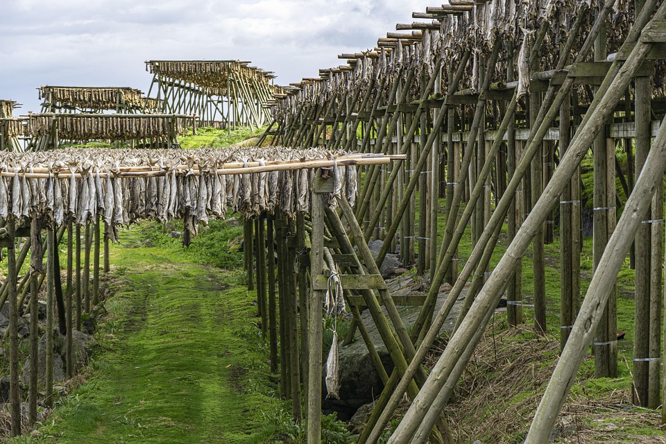 Unique Traits of the Norwegian Lundehund: Why You'll Adore This Breed