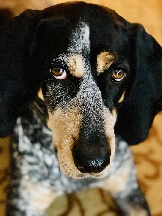 Unleashing Joy: Why Black and Tan Coonhounds Make Perfect Pets