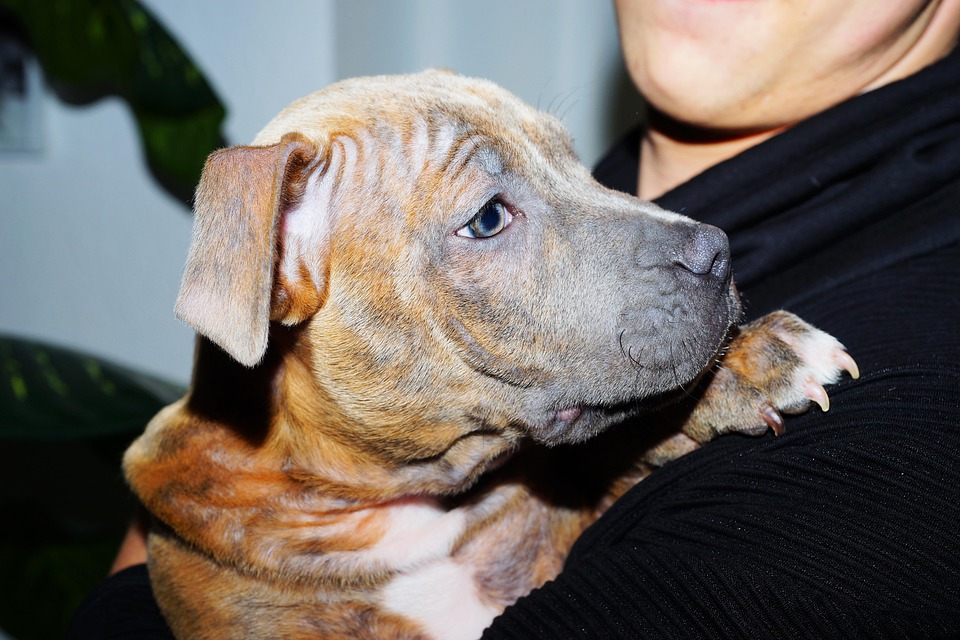 Unleashing Love: 7 Reasons American Bulldogs Make Wonderful Pets