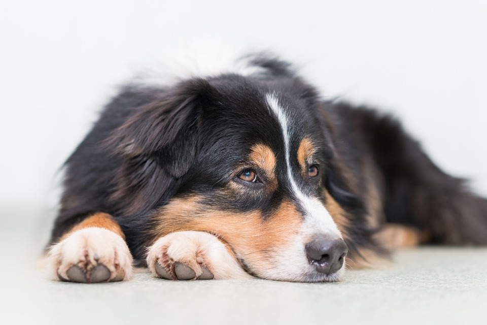 Unleashing the Aussie: 7 Reasons to Love Australian Shepherds