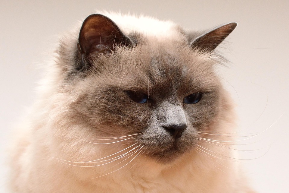 Unraveling the Mystique of Birmans: Unique Traits and Care Essentials
