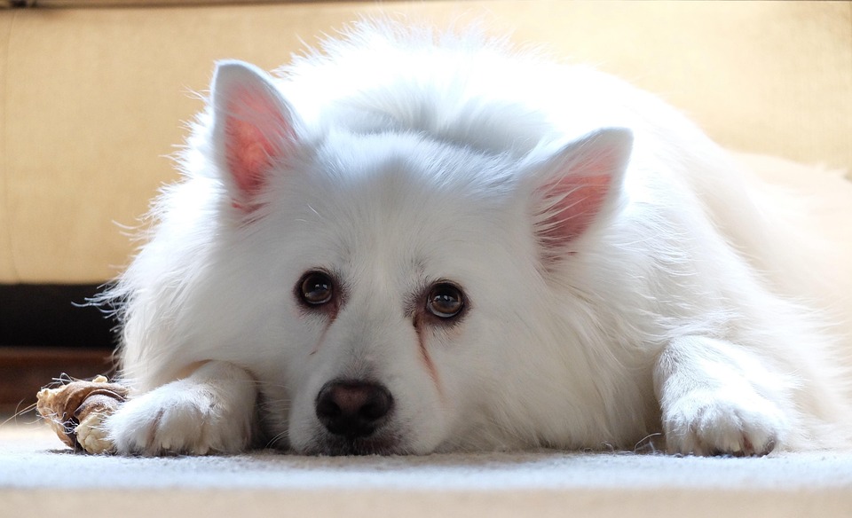 Why American Eskimo Dogs Are the Perfect Family Companions