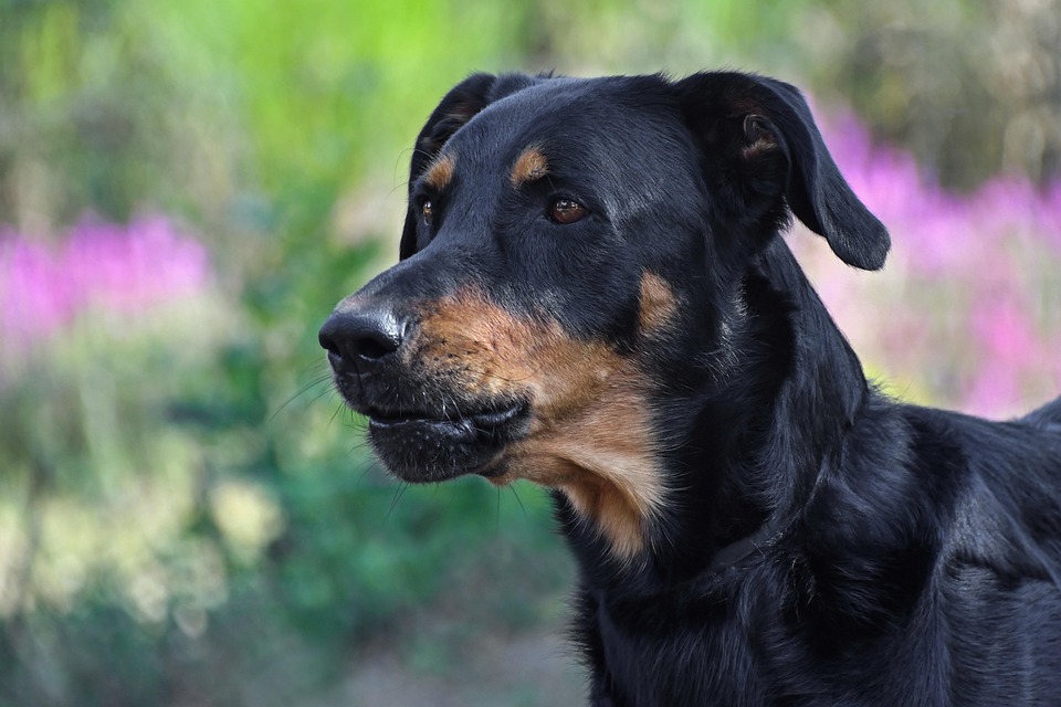 Why Beaucerons Make the Perfect Family Companion: Care & Traits