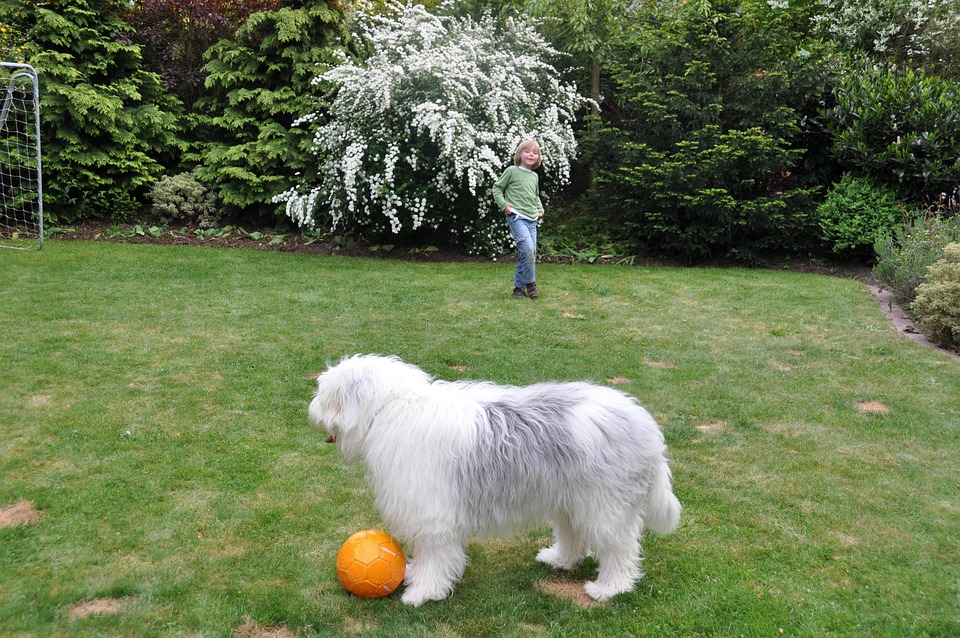 Why Kurilian Bobtails Make the Perfect Family Pets: A Guide