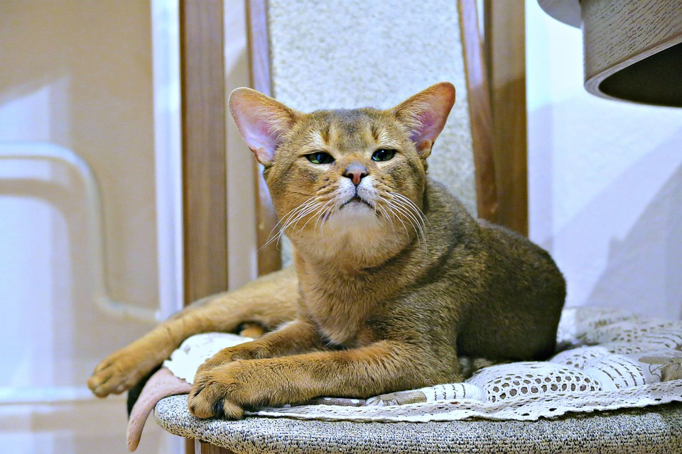Why an Abyssinian Pet Will Enrich Your Life with Joy and Quirk!