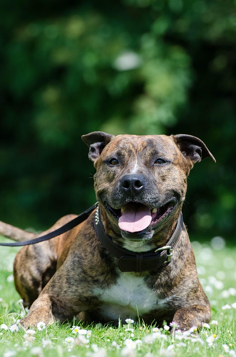 Why the American Hairless Terrier Wins Hearts: Fun Facts & Care Tips