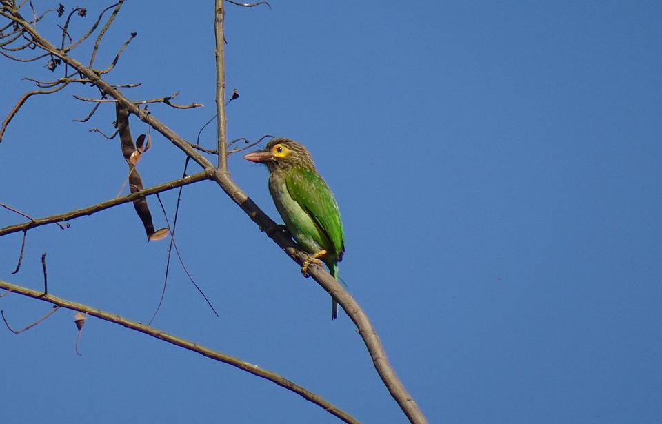 Why the Barbet Dog Makes the Perfect Family Companion