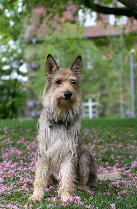 Why the Berger Picard Will Steal Your Heart: A Pet Owner's Guide