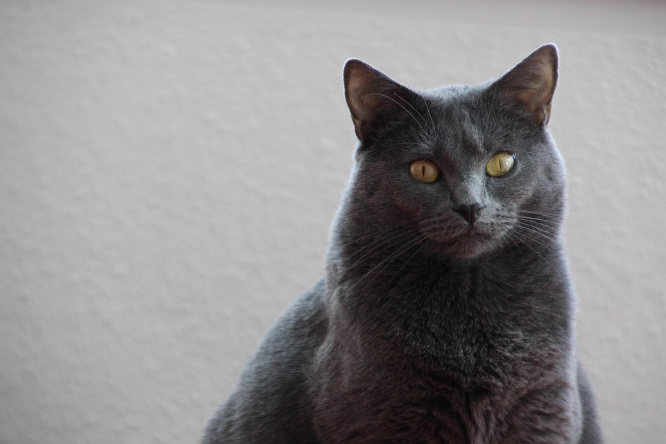 Why the Chartreux Cat is the Purrfect Addition to Your Family