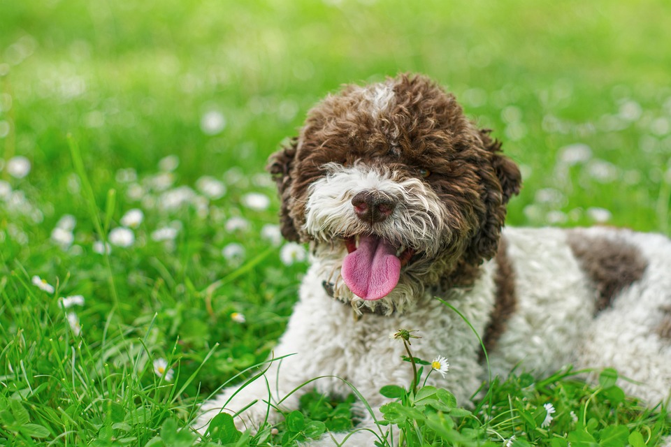 Why the Lagotto Romagnolo is the Perfect Family Companion!