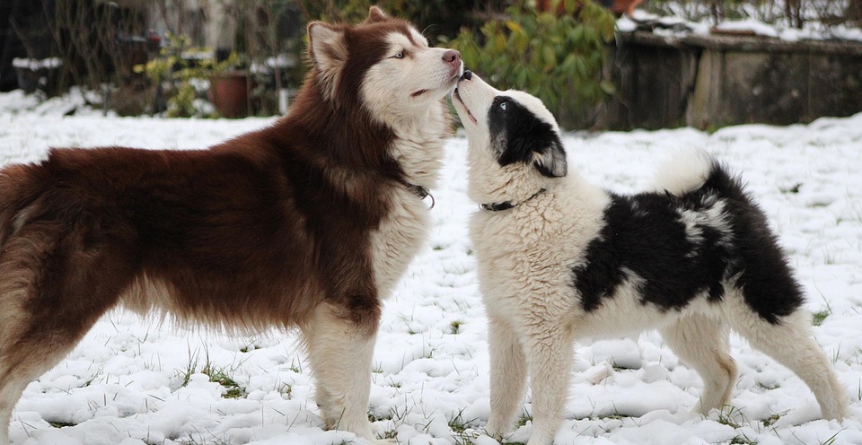 Why the Yakutian Laika Will Melt Your Heart and Fill Your Life!