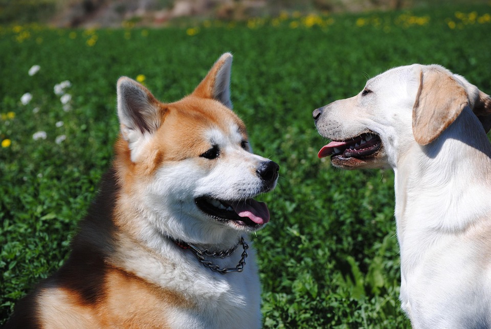 10 Surprising Facts About Akitas That Every Owner Should Know