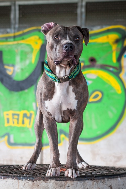 10 Surprising Traits of the Affectionate AmStaff You Didn't Know!