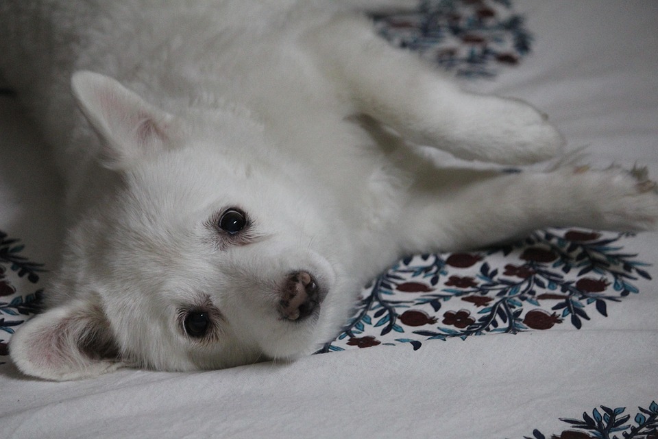 5 Essential Care Tips for Your Playful Japanese Spitz Companion
