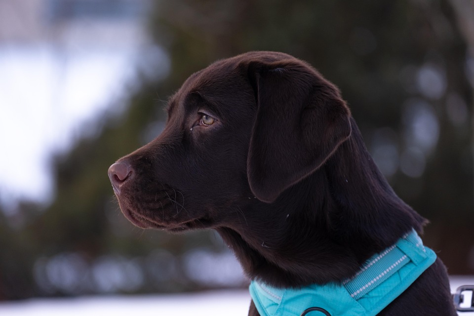 5 Surprising Traits of Labradors That Every Owner Should Know