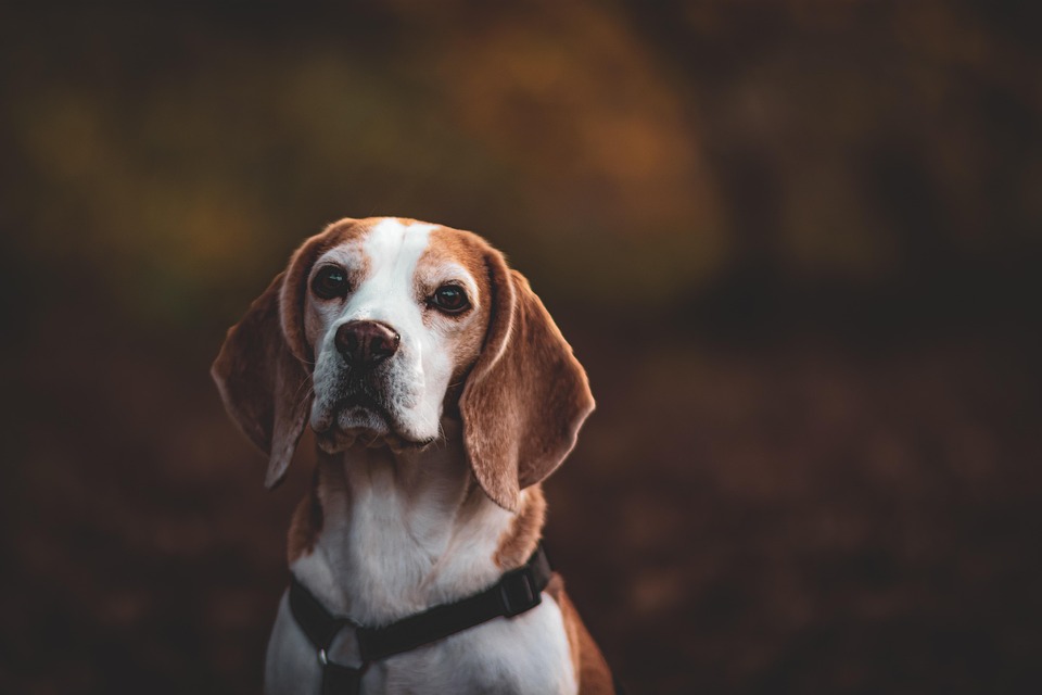 Adventures with Beagles: Uncover Their Playful and Loyal Nature