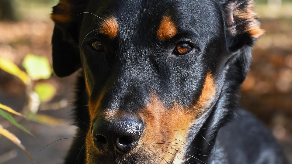 Beaucerons Unleashed: Discover Their Loyal Nature and Care Secrets!