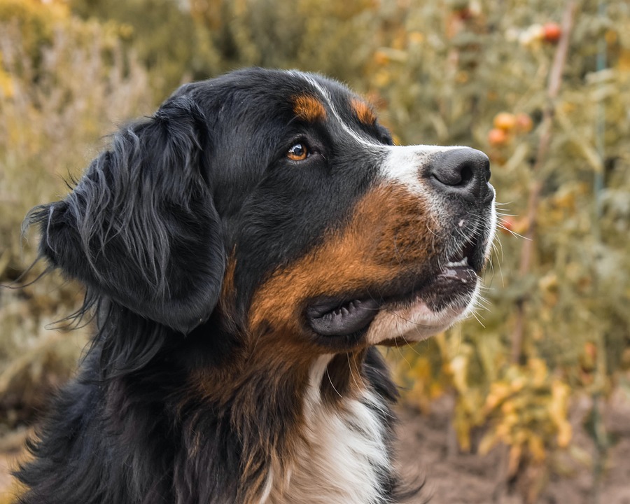 Bernese Mountain Dogs: Your Ultimate Guide to Their Affectionate Nature