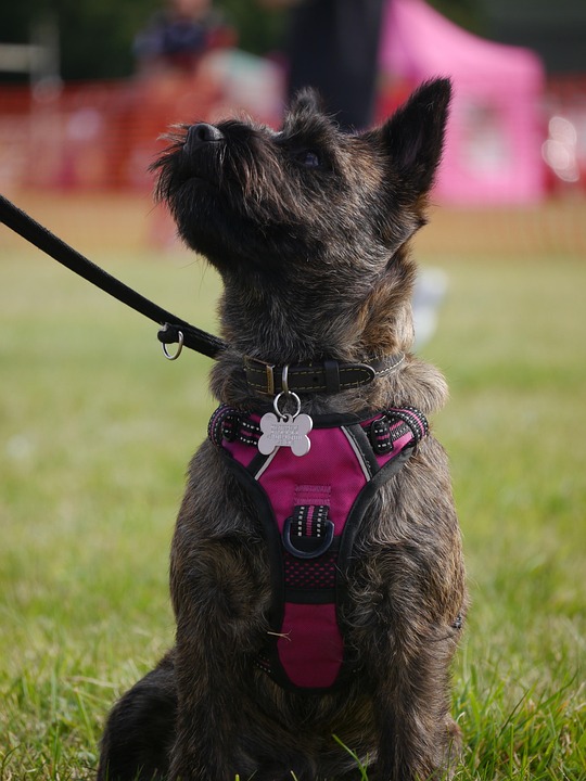 Cairn Terriers: Unleashing Joy with Their Playful Personalities!