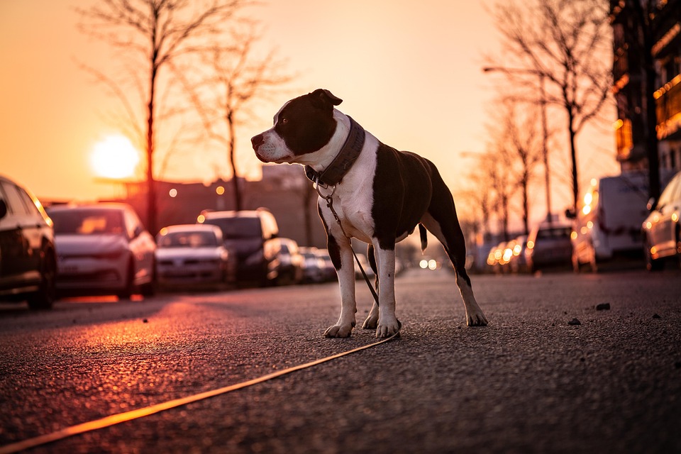 Caring for Your American Hairless Terrier: Tips for a Happy Life