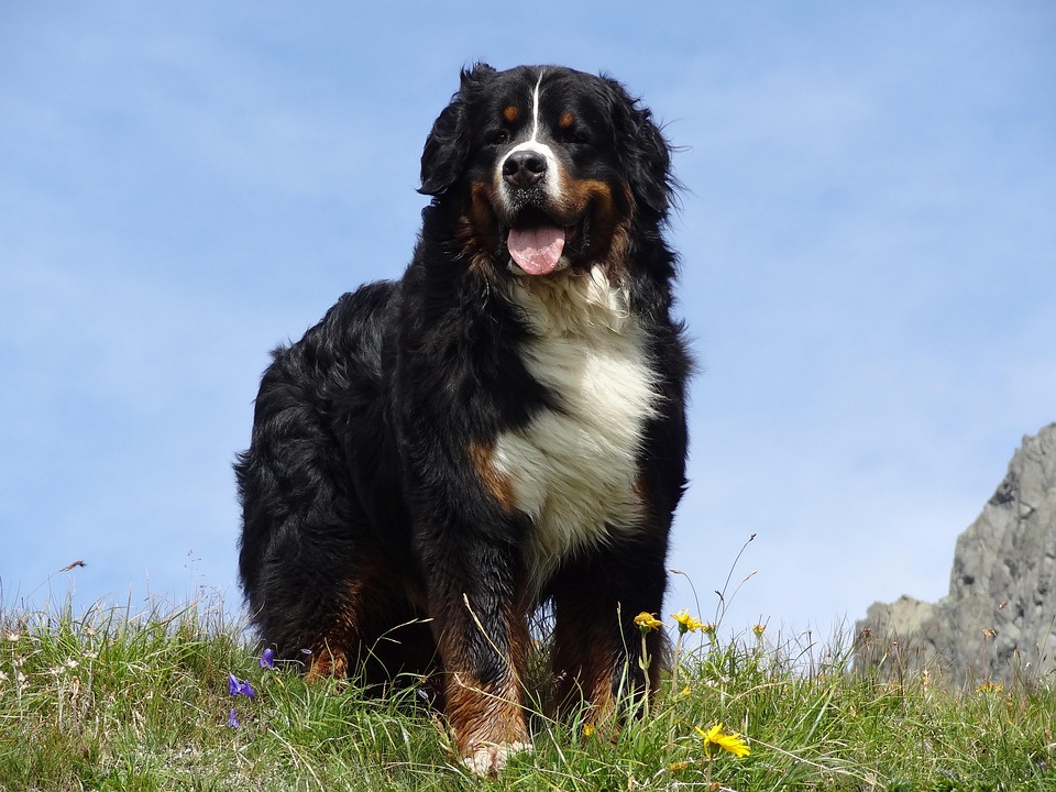Caring for Your Bernese Mountain Dog: Tips for a Happy Life!