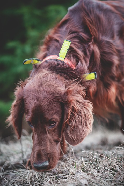 Caring for Your Irish Setter: Tips for a Happy, Healthy Companion