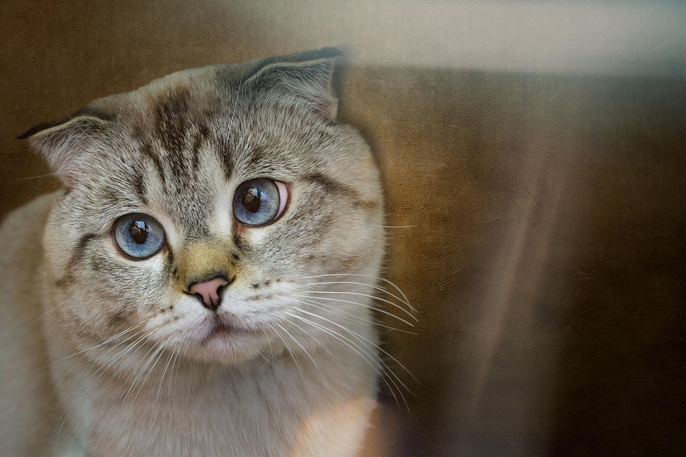 Caring for Your Scottish Fold: Tips for Happy, Healthy Pets