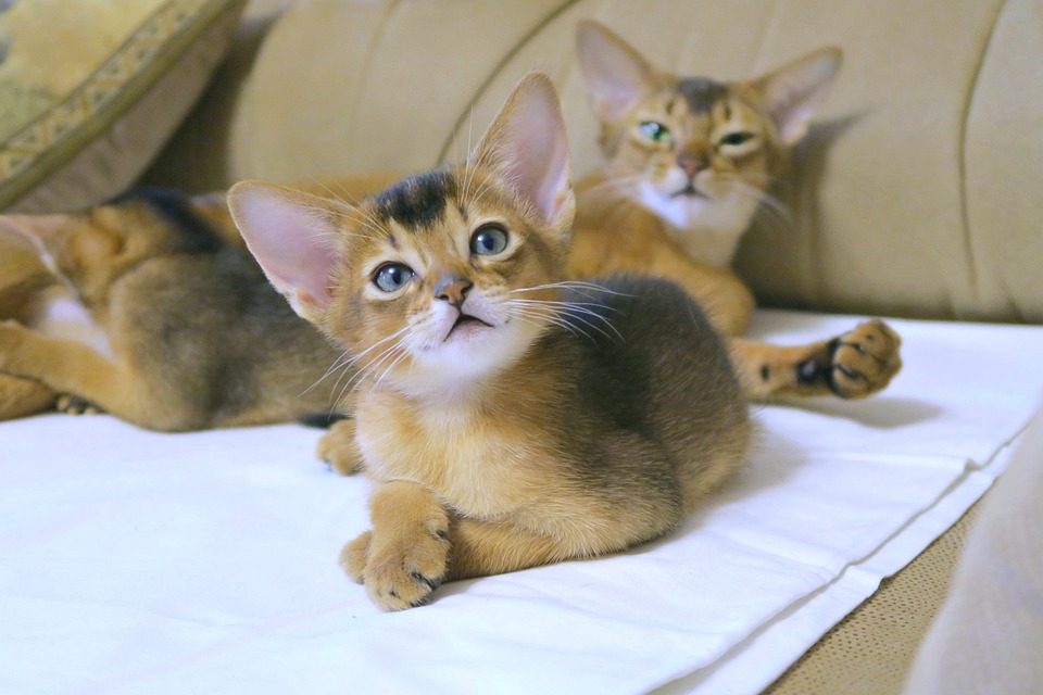 Discover the Abyssinian: Unique Facts and Emotional Benefits!