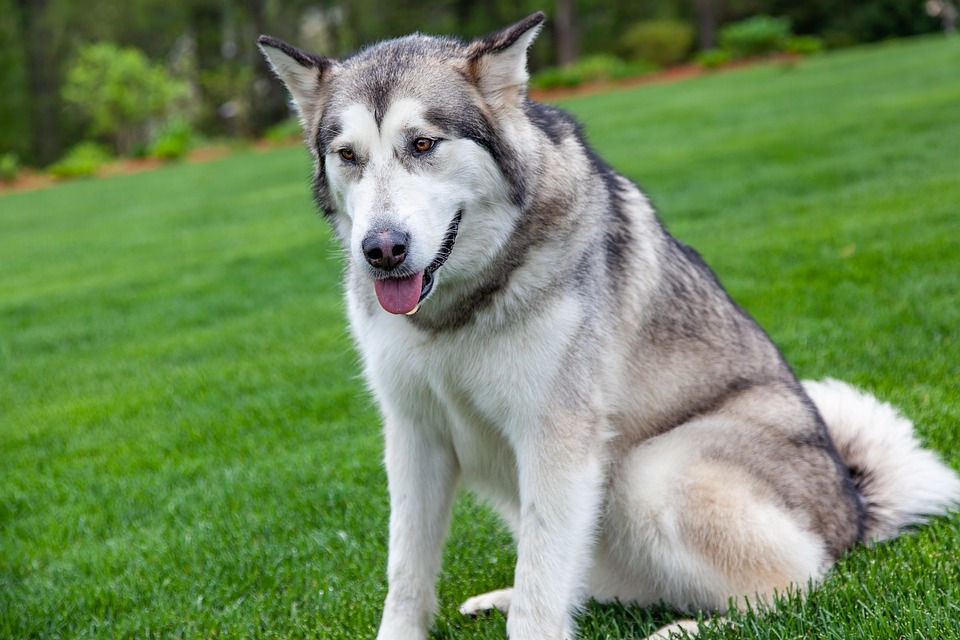 Discover the Charming Personality of the American Eskimo Dog!