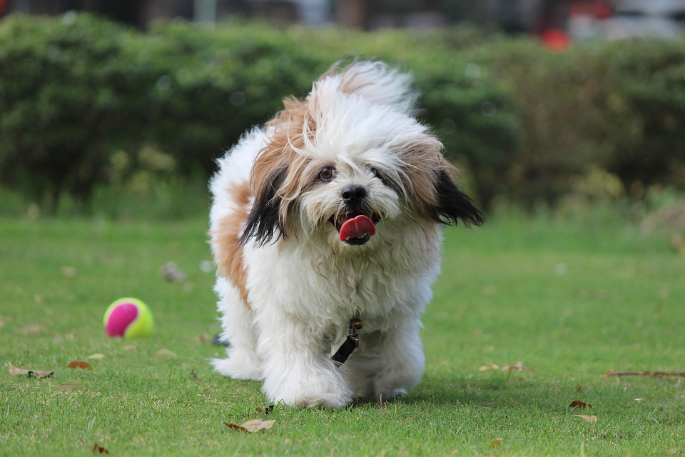 Discover the Charming Personality of the Lhasa Apso Dog!