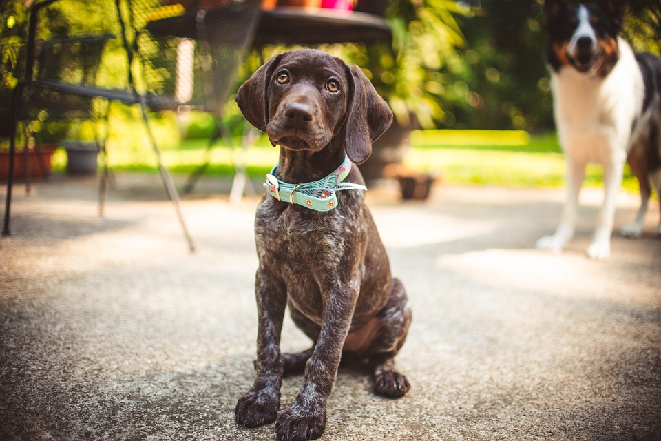 Discover the GSP's Unique Traits: A Perfect Companion for Active Lifestyles
