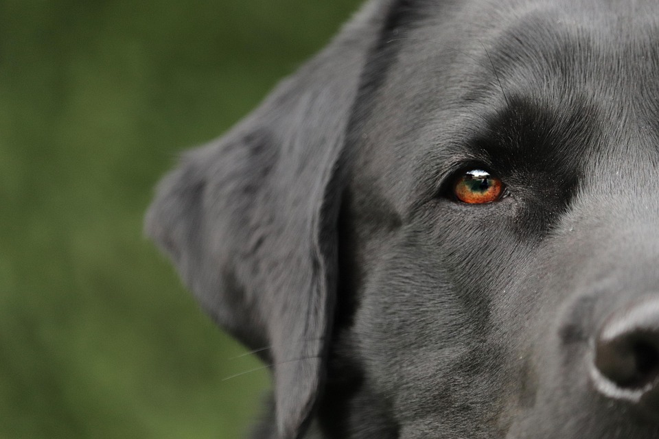 Discover the Joyful Personality Traits of Labrador Retrievers!