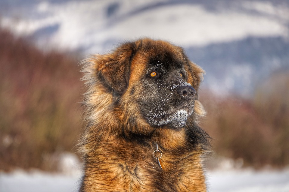 Discover the Leonberger: Your Gentle Giant with a Heart of Gold!