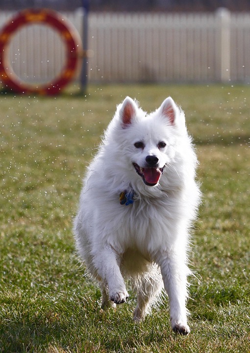 Discover the Playful Personality of the American Eskimo Dog!
