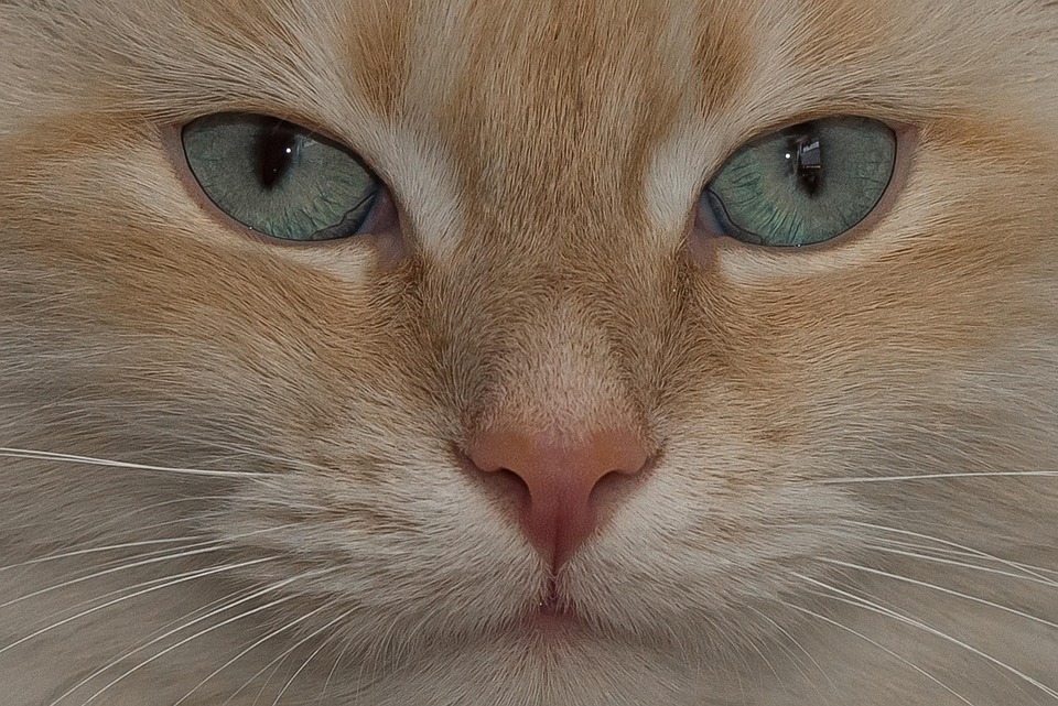 Discover the Unique Charm of Birmans: Tips for Happy Living