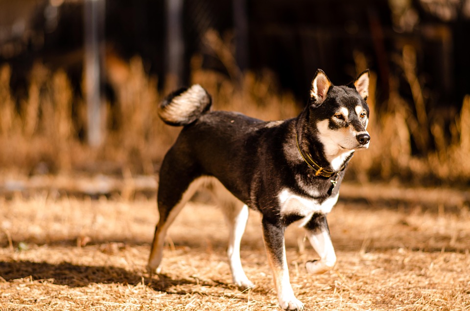 Discover the Unique Traits of Black and Tan Coonhounds: A Loving Companion