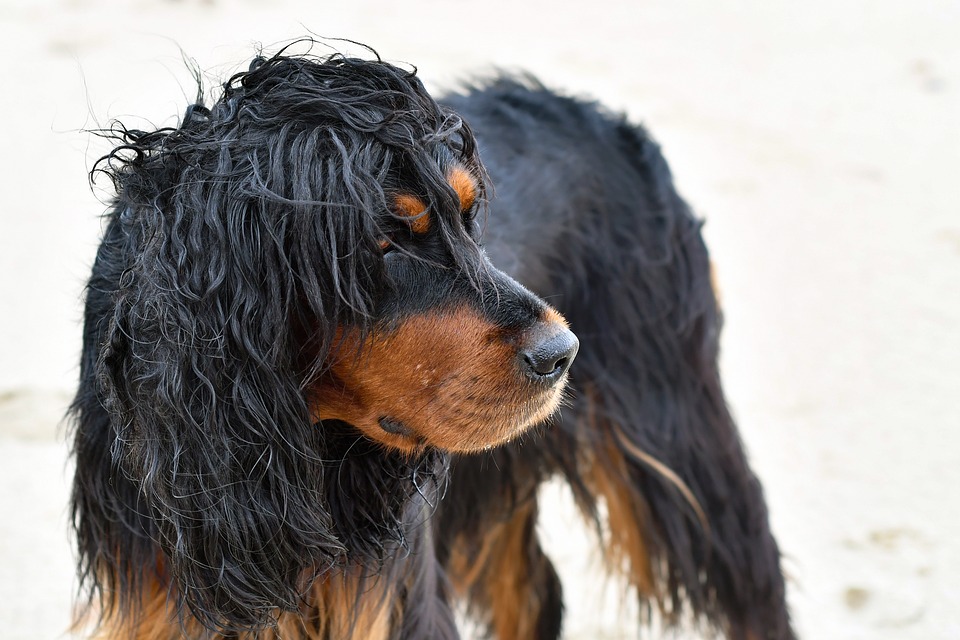 Gordon Setters 101: Essential Care Tips for Happy, Healthy Dogs