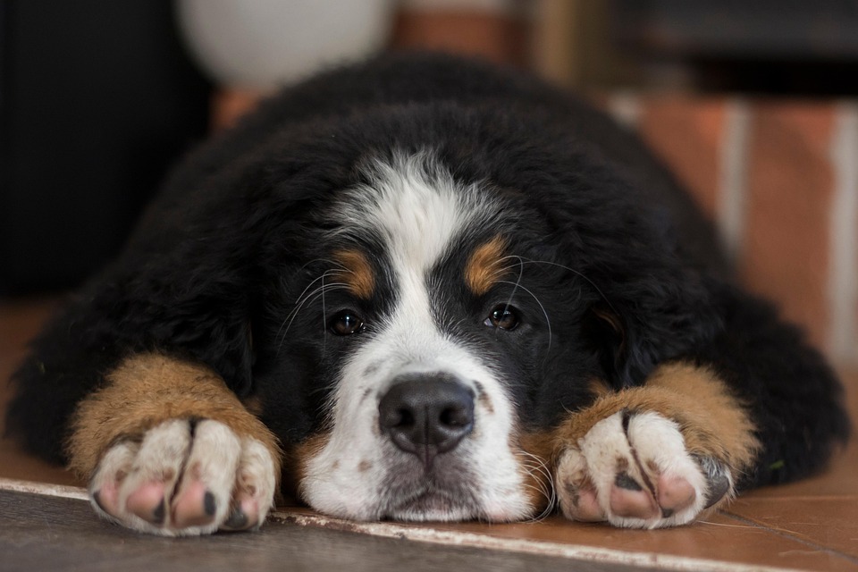 Meet the Greater Swiss Mountain Dog: Your Loyal Family Guardian