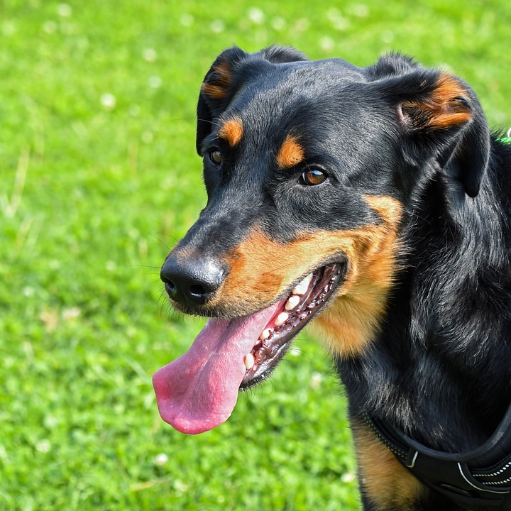 Ten Surprising Facts About Beauceron Dogs You Didn’t Know!