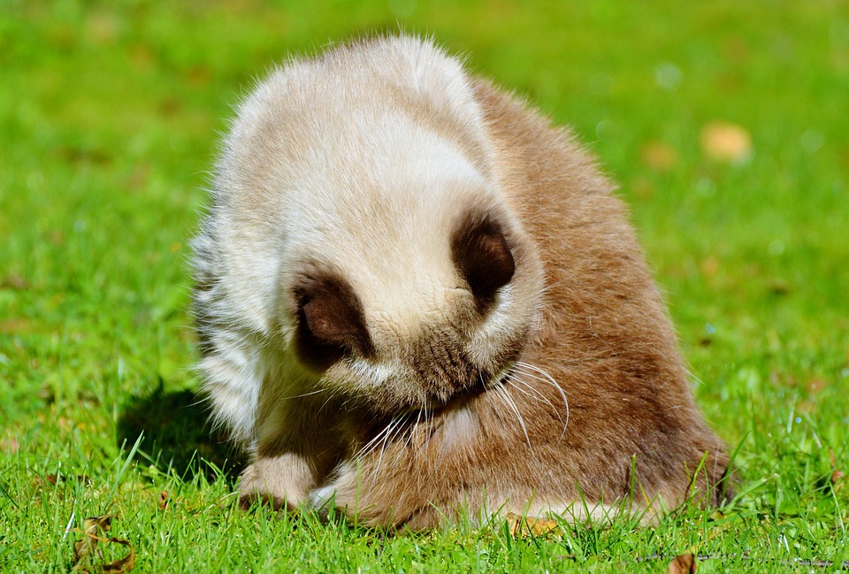 The American Shorthair: Your Loving Companion with Unique Charm