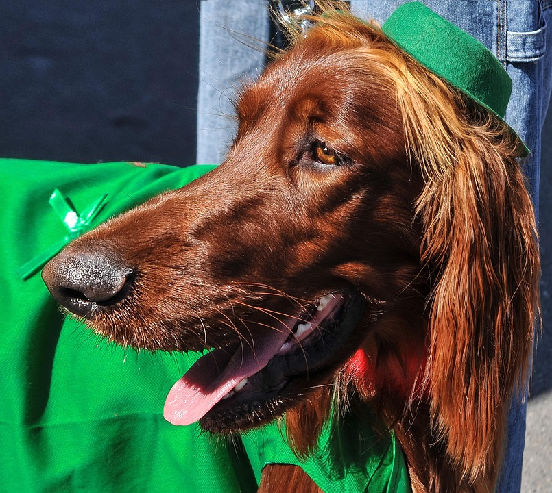 The Joyous Irish Setter: Unleashing Love and Adventure in Your Home