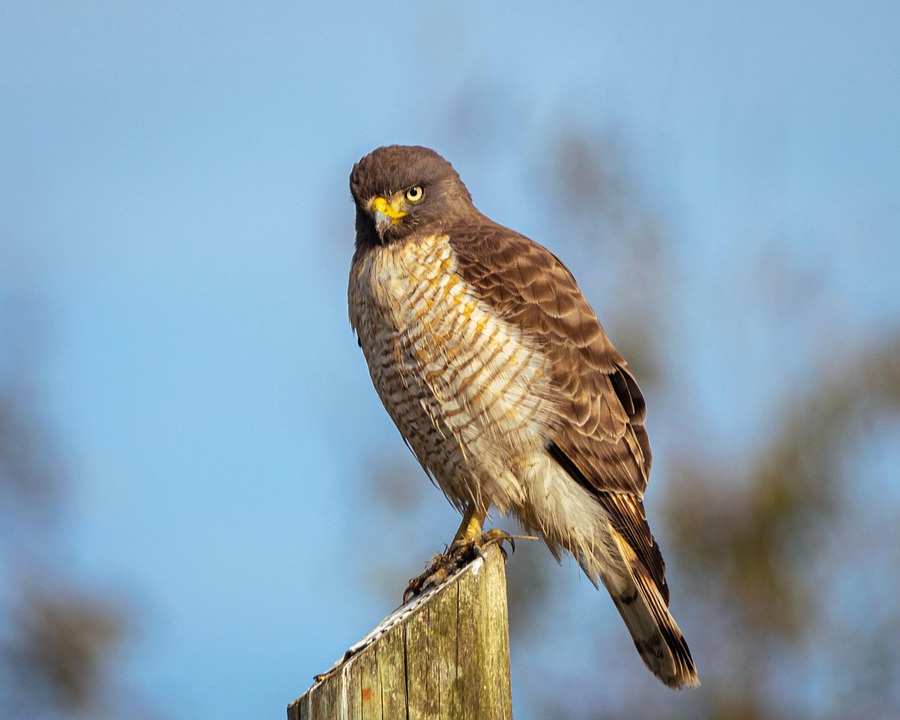 Top 5 Harrier Traits That Make Them Irresistible Family Pets!