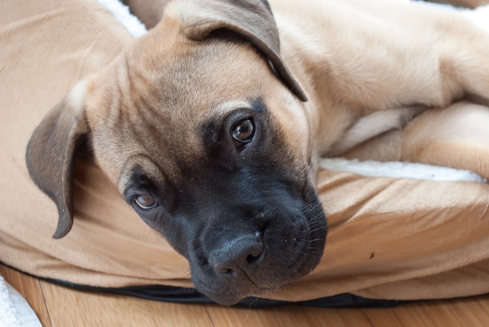 Top Care Tips for Your Bullmastiff: Love & Loyalty Combined!