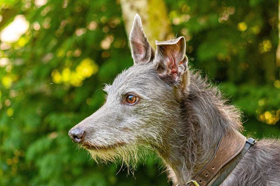 Unique Traits of the Transylvanian Hound: Why They'll Steal Your Heart