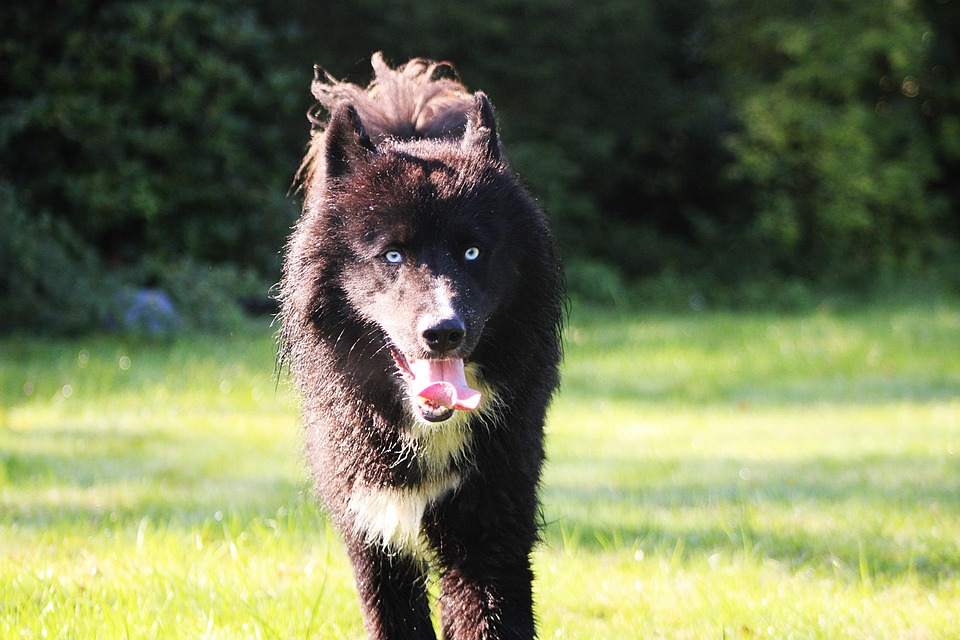 Unleash Joy: Discover the Unique Traits of Yakutian Laikas!