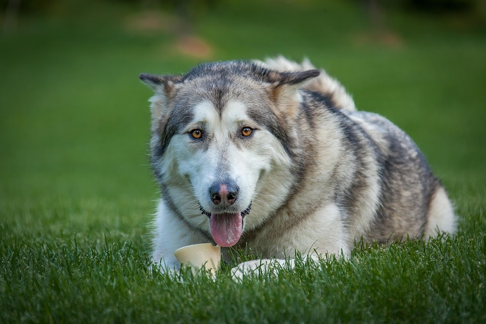 Unleashing Joy: The Playful Spirit of Alaskan Huskies