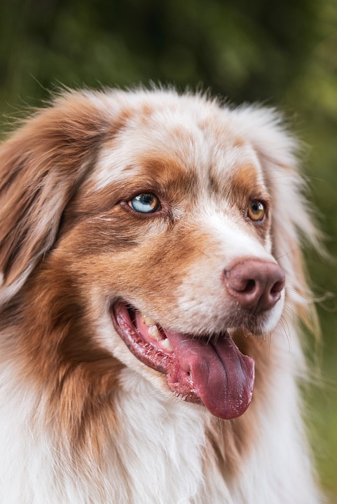Unlocking the Unique Personality of the Anatolian Shepherd Dog