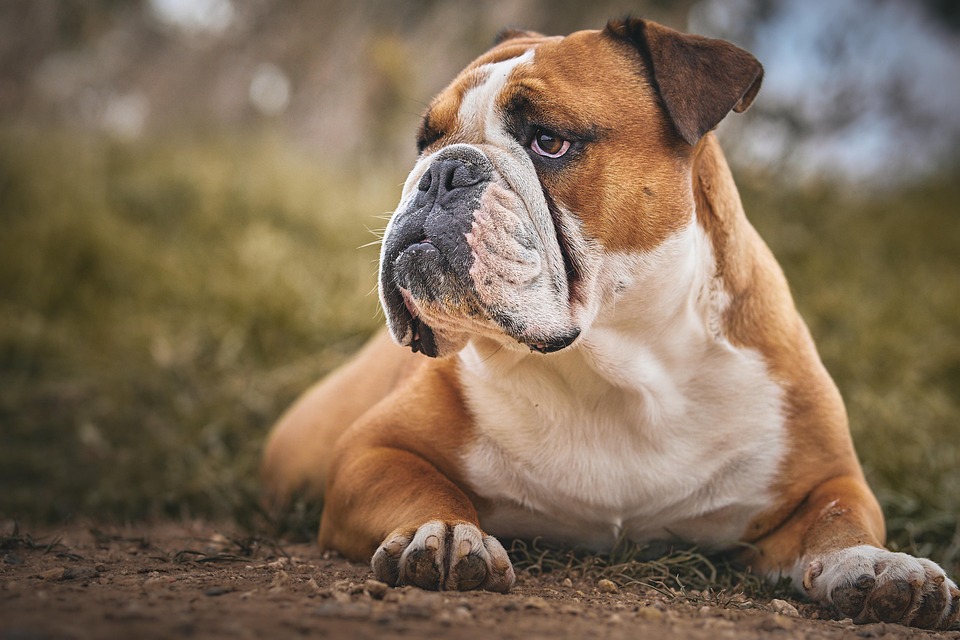 Why American Bulldogs Make the Perfect Family Companions